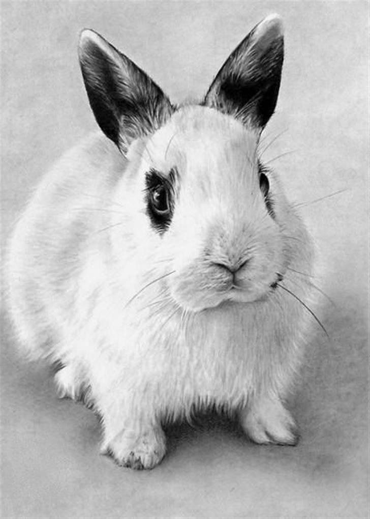 Kanin Pyrus - en der har tegnet ham i;<3 billede 3