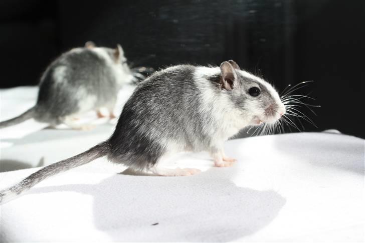 Ørkenrotte Manse R.I.P - Wow han er bare smuk :b billede 18