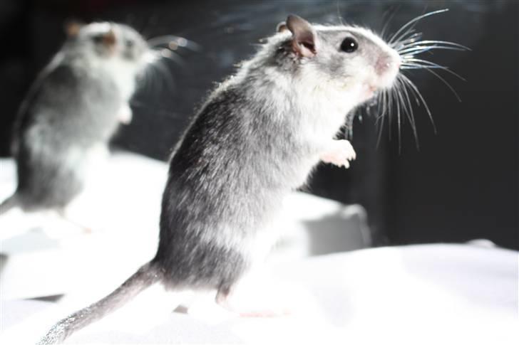 Ørkenrotte Manse R.I.P - Foto modellen!!! ;p billede 19