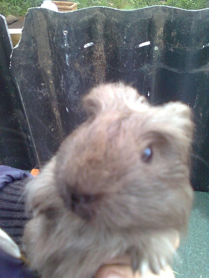 Marsvin Paradiset's Findus R.I.P - miin lille basse <333 billede 1