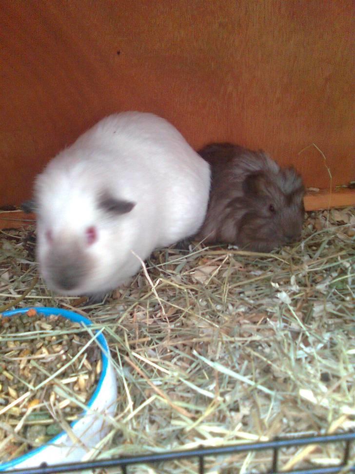 Marsvin Paradiset's Findus R.I.P - Dixie og Findus, deres første møde <333 billede 2