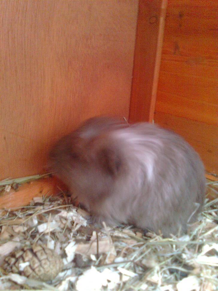 Marsvin Paradiset's Findus R.I.P - lille basse mand<333 billede 3