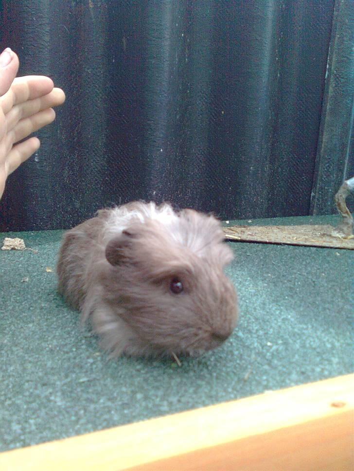 Marsvin Paradiset's Findus R.I.P - han er såé småt ved at kunne være helt løs, meeen for en sikkerhedsskyld er jeg hele tiden over ham :D <333 billede 4