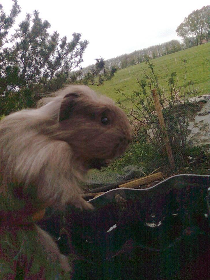 Marsvin Paradiset's Findus R.I.P - lille musen <333 billede 5