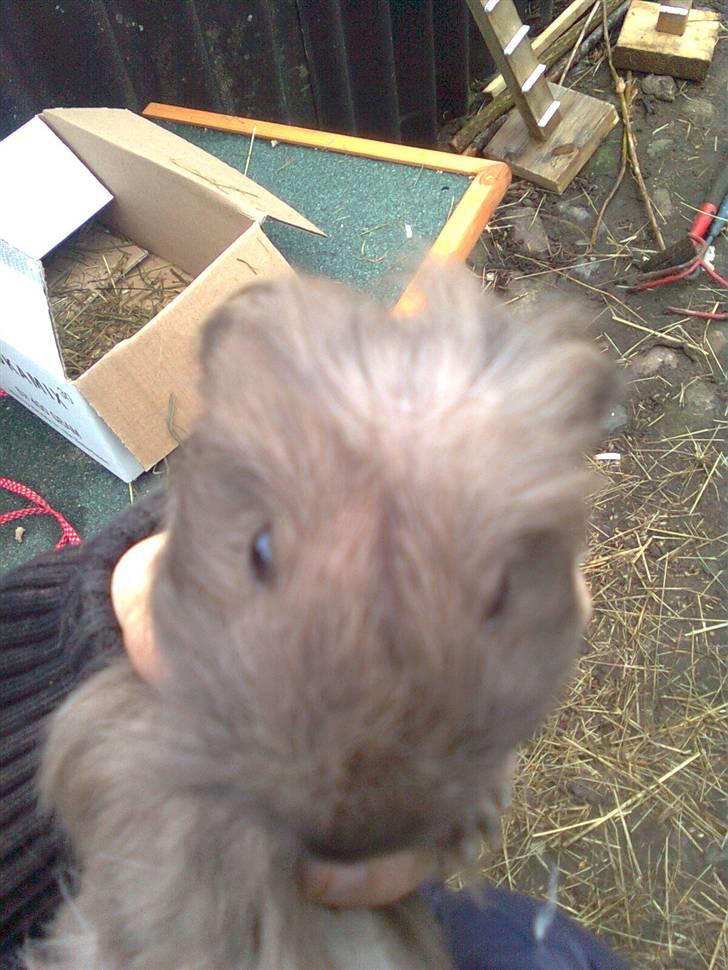 Marsvin Paradiset's Findus R.I.P - såå nuttet du er skat <333 billede 6