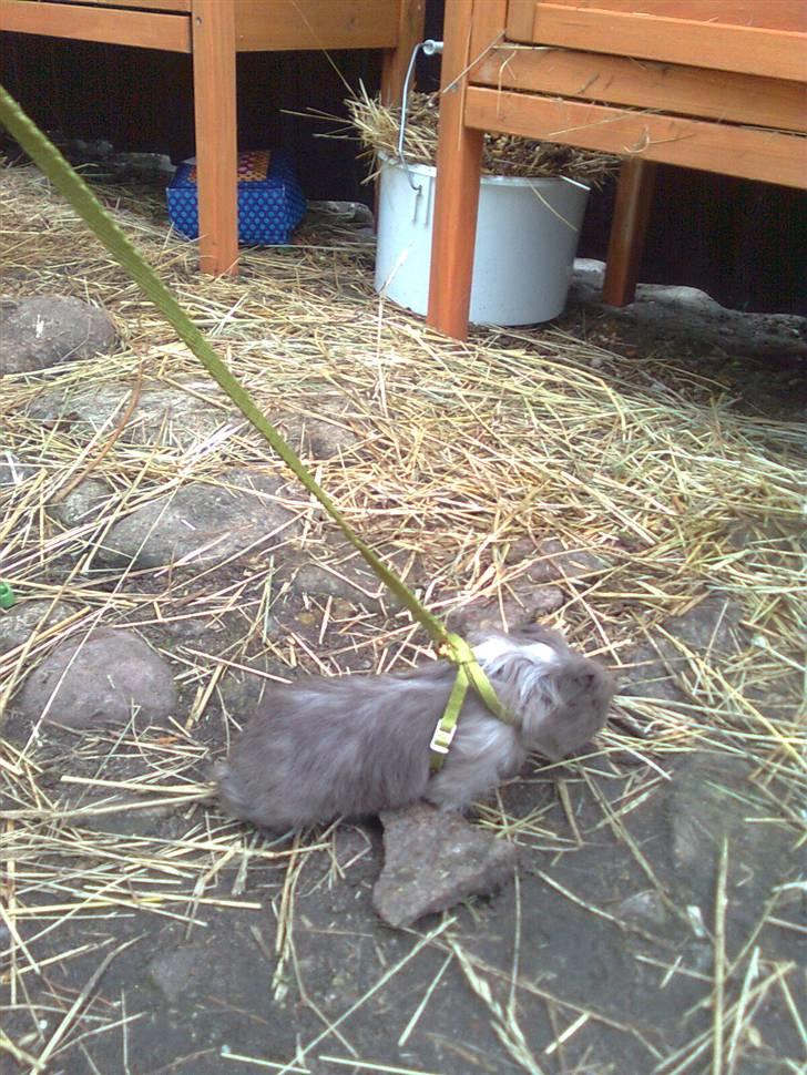 Marsvin Paradiset's Findus R.I.P - første gang med sele påé <333 billede 7