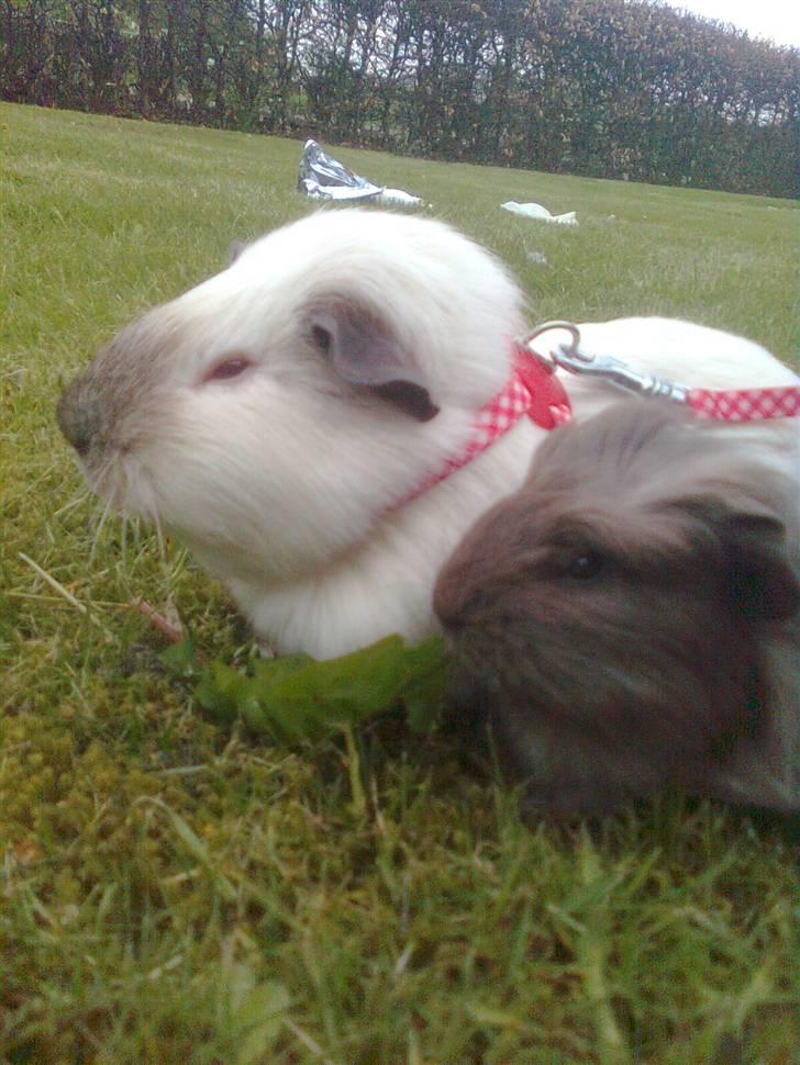 Marsvin Paradiset's Findus R.I.P - Dixie og Findus, spiser jordbær blade, og mælkebøtter:D<33 billede 8