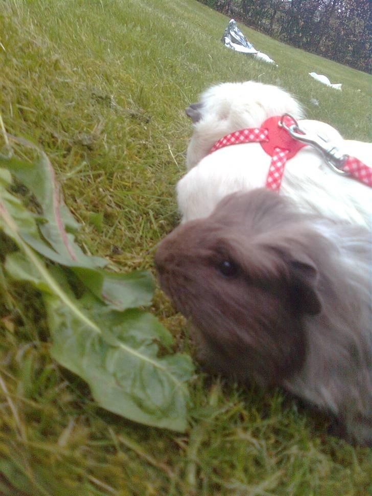 Marsvin Paradiset's Findus R.I.P - Dixie og Findus, spiser jordbær blade, og mælkebøtter:D<33 billede 9