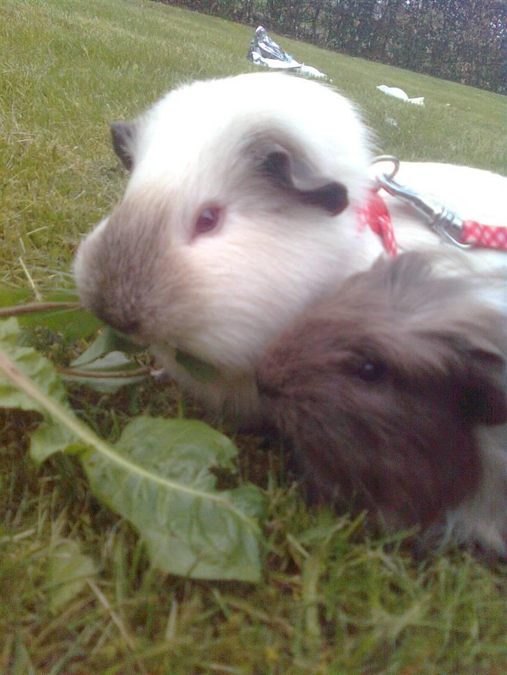 Marsvin Paradiset's Findus R.I.P - Dixie og Findus, spiser jordbær blade, og mælkebøtter:D<33 billede 10