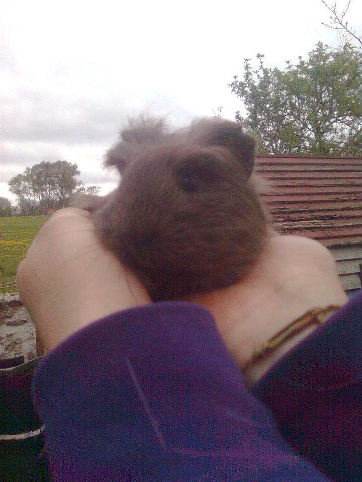 Marsvin Paradiset's Findus R.I.P - lille bitte dig skatter <333 billede 11