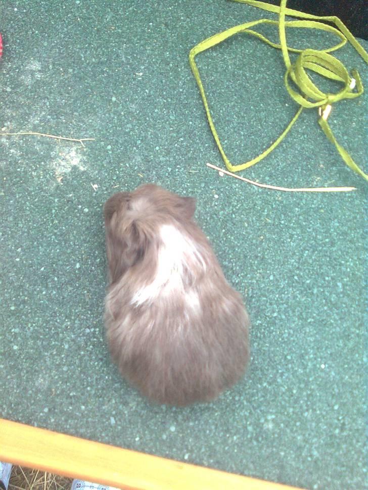 Marsvin Paradiset's Findus R.I.P - såé smuk du er Filler <333 billede 12