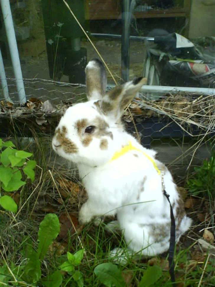 Kanin Holmens Plys Plys <3 R.I.P <3  - Nr. 18 <3 billede 18