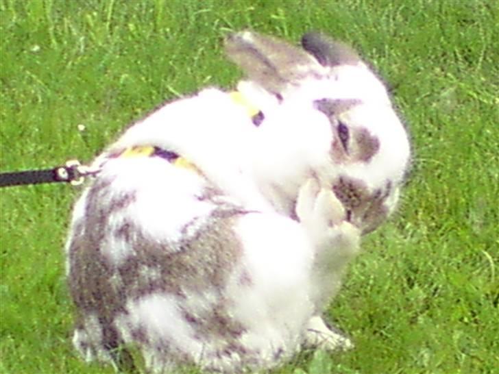 Kanin Holmens Plys Plys <3 R.I.P <3  - Nr.  13 <3 billede 13