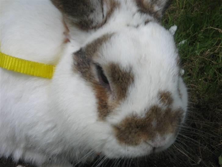 Kanin Holmens Plys Plys <3 R.I.P <3  - Nr. 15  <3 billede 15