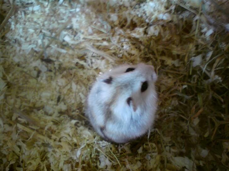 Dværghamster Bianca billede 1