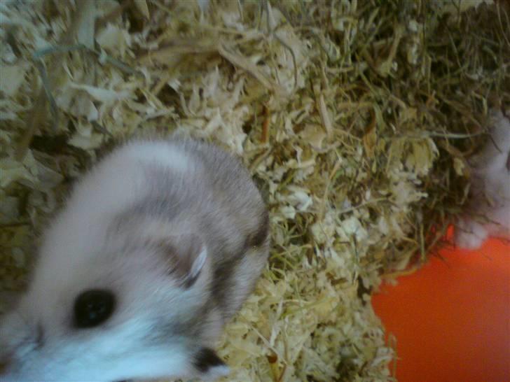 Dværghamster Bianca billede 2