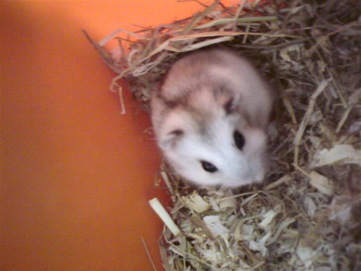 Dværghamster Bianca billede 3