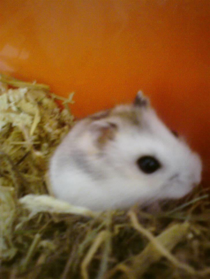 Dværghamster Bianca billede 4