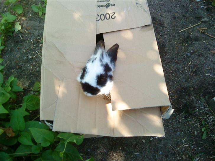 Kanin Pyrus - Titi kan du se mig ? jeg er lige her  billede 4