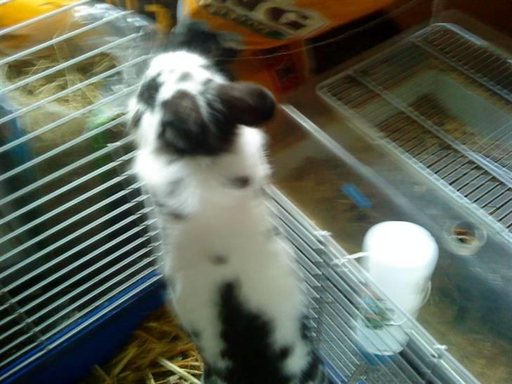 Kanin Pyrus - ved ik hvad det er han kigger på billede 5