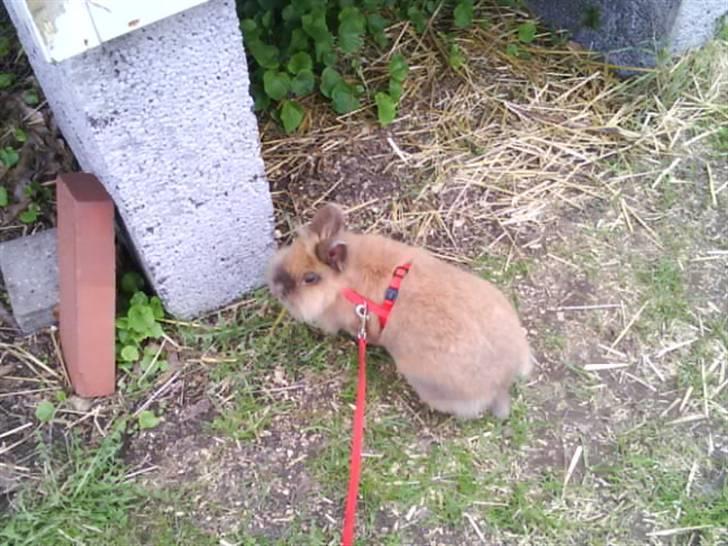 Kanin Mille<3 Tidligere kanin - så så hun noget billede 8