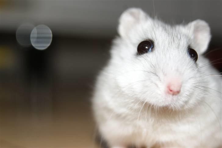 Dværghamster Stella † DØD 10.1.2011 †  billede 15