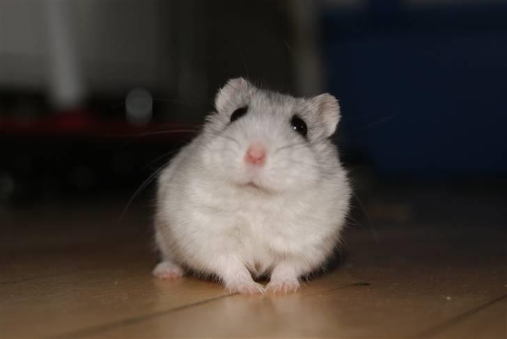 Dværghamster Stella † DØD 10.1.2011 †  billede 16