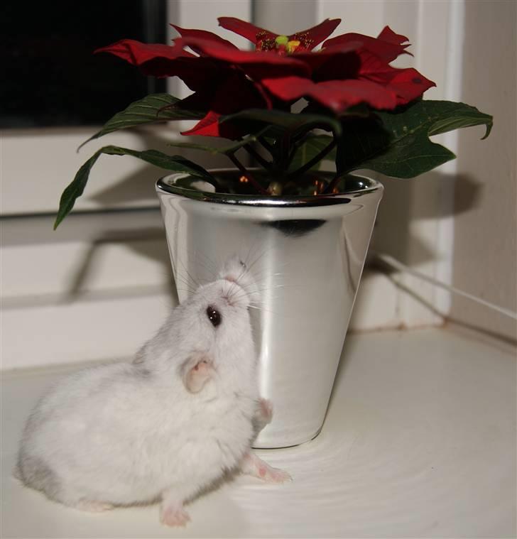 Dværghamster Stella † DØD 10.1.2011 †  billede 17