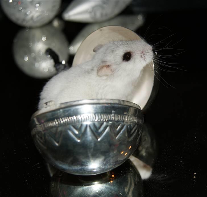 Dværghamster Stella † DØD 10.1.2011 †  billede 18