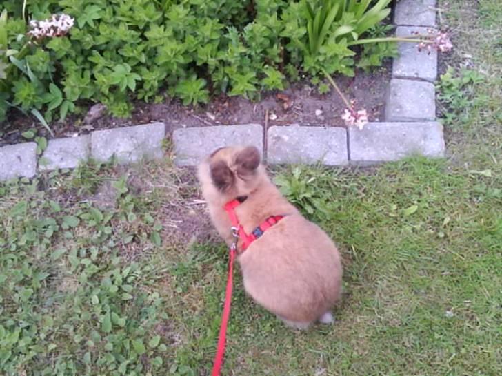 Kanin Mille<3 Tidligere kanin - hun tænker at ej hvor er det sjovt billede 9