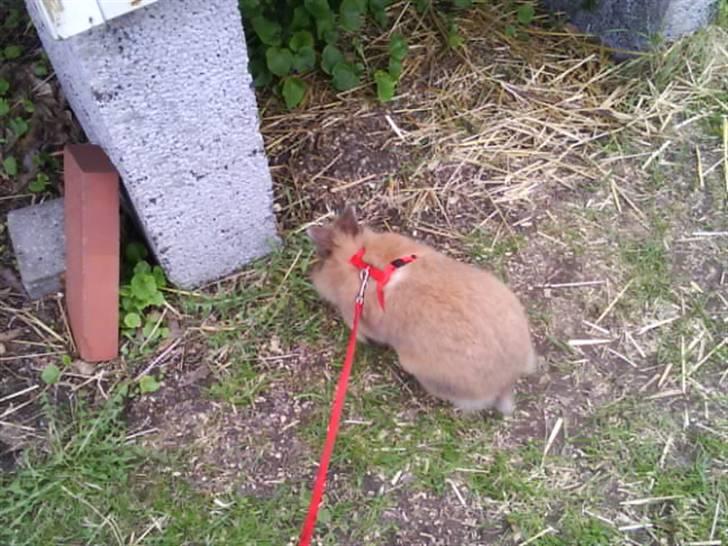 Kanin Mille<3 Tidligere kanin - ej hvor er det stort billede 10