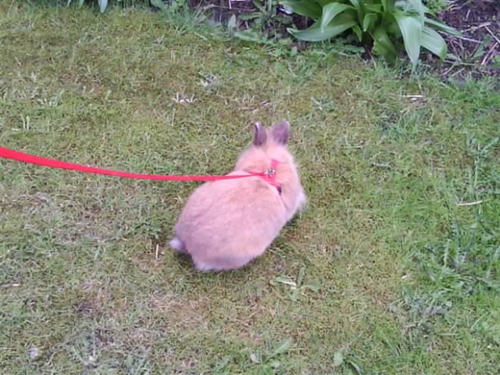 Kanin Mille<3 Tidligere kanin - græsset smager godt billede 11
