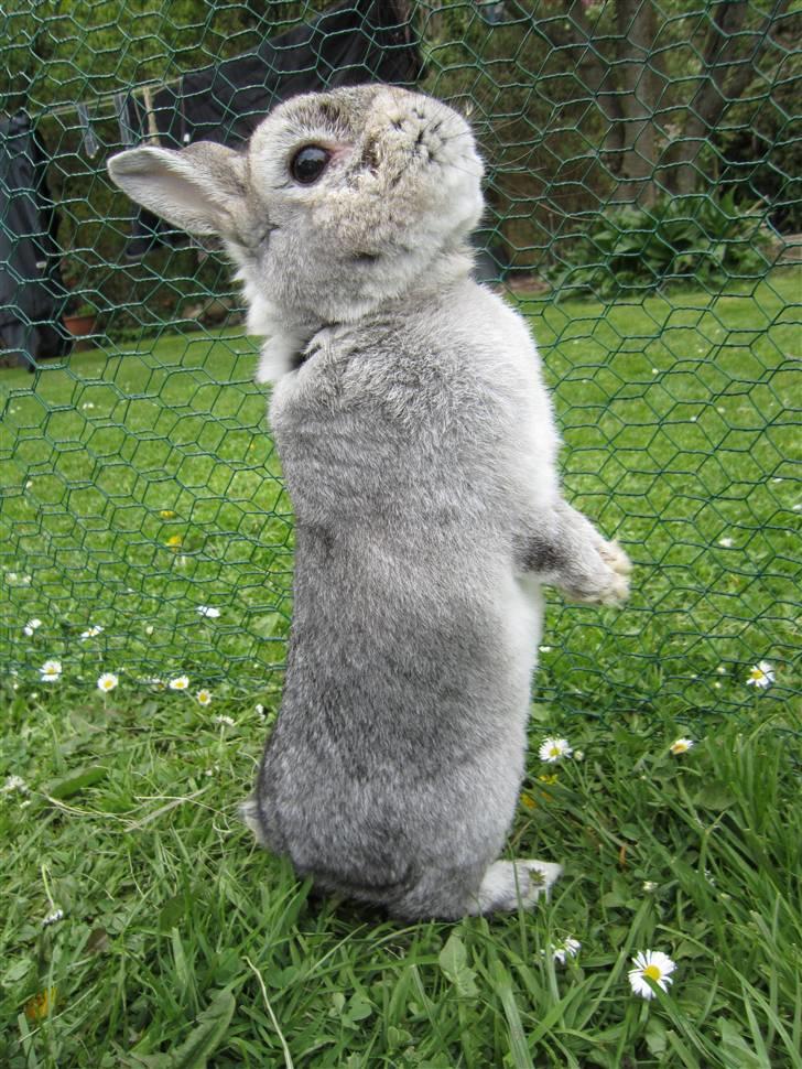 Kanin Ninus billede 20