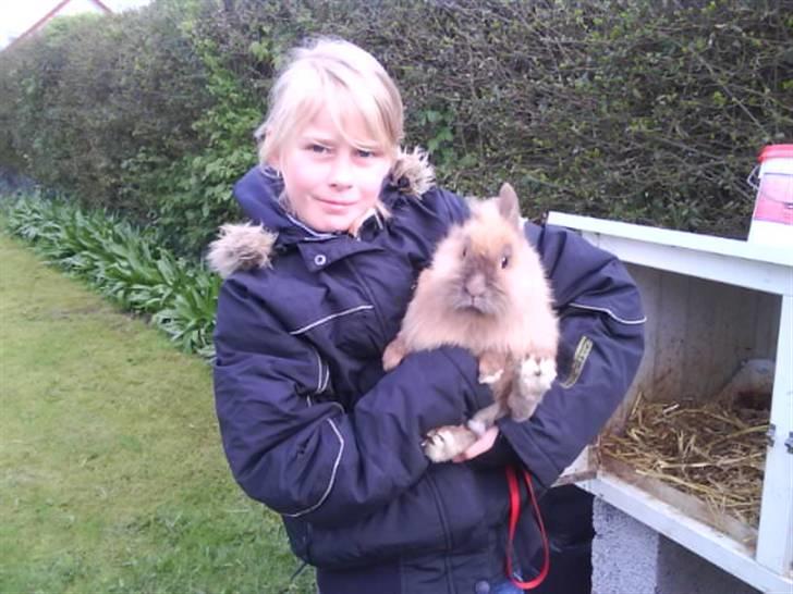 Kanin Mille<3 Tidligere kanin - Det er mig og Mille  billede 12