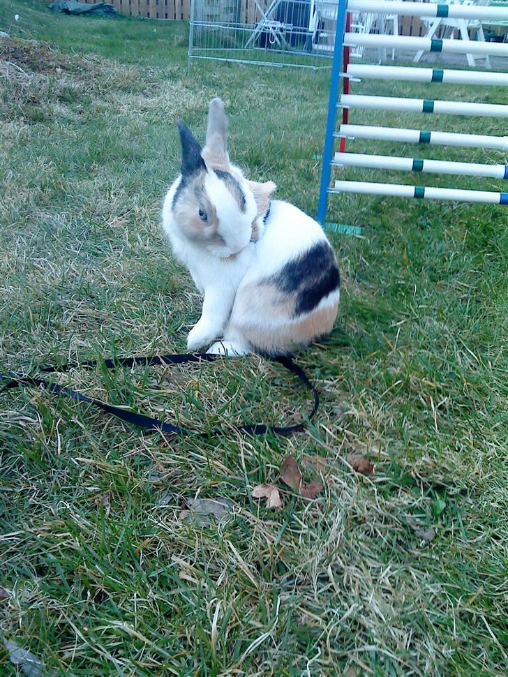 Kanin Dexter billede 8