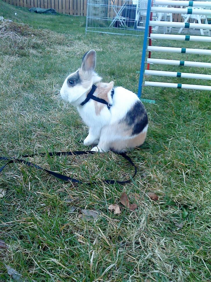 Kanin Dexter billede 9