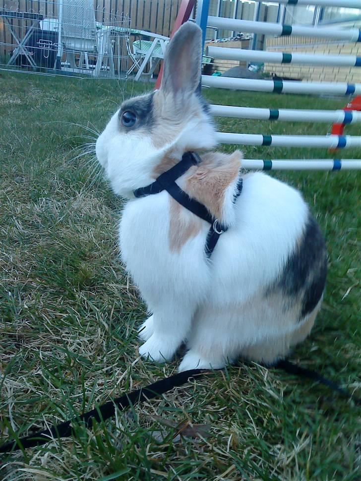 Kanin Dexter - "Jeg er en lille konge" billede 10