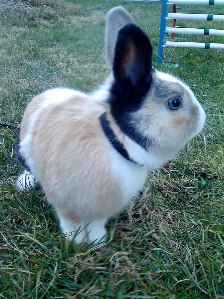 Kanin Dexter billede 11