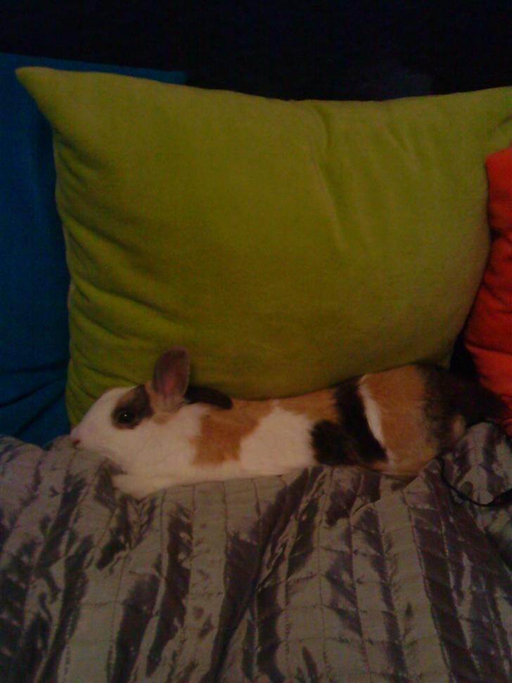 Kanin Dexter - Tager en slapper i mors seng ;D billede 12