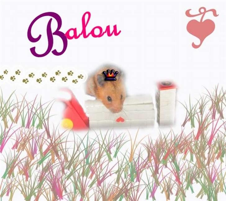 Hamster Balou - R.I.P † - Nr. 15 | nuurk Balou min lille prins (: tak for billedet billede 15