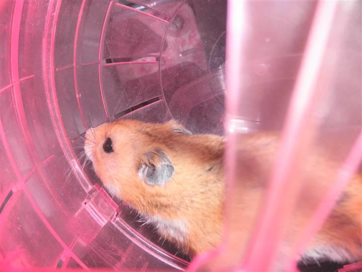 Hamster Balou - R.I.P † - nr. 16 | Balou løber lige lidt XD billede 16