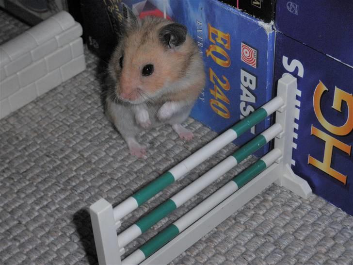 Hamster Balou - R.I.P † - nr. 17 | Balou kigger lige rundtxD savner tiden med dig  billede 17