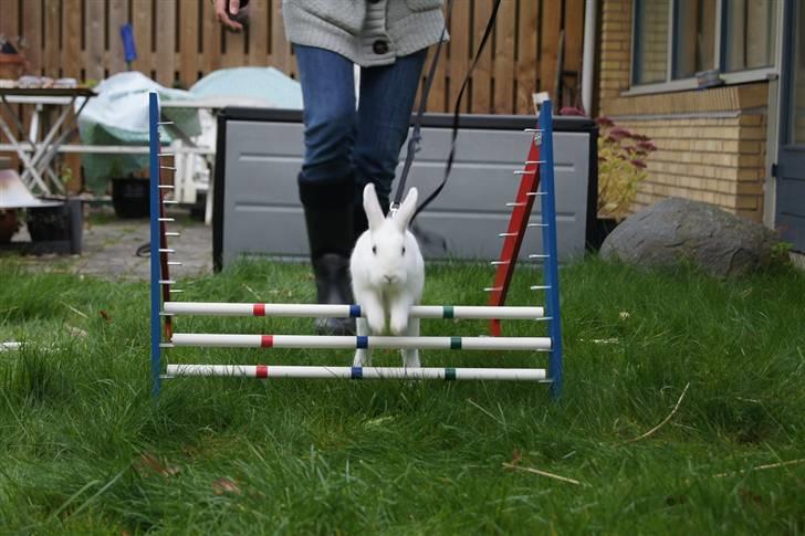 Kanin Tulle's Aslan - Baslan xD billede 1