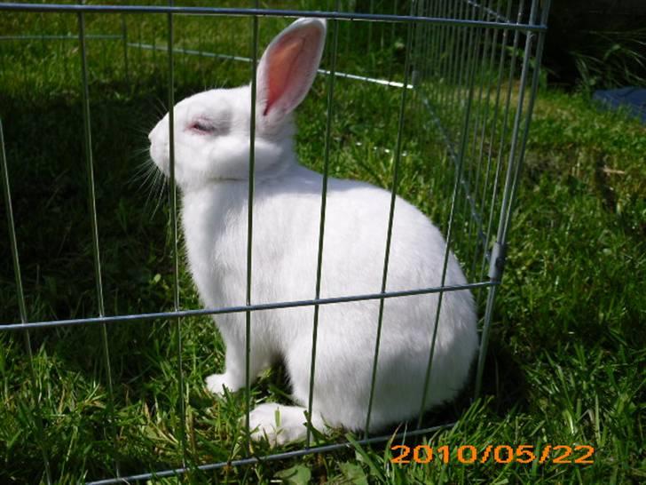 Kanin Tulle's Aslan billede 2