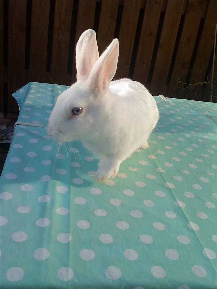 Kanin Tulle's Aslan billede 3