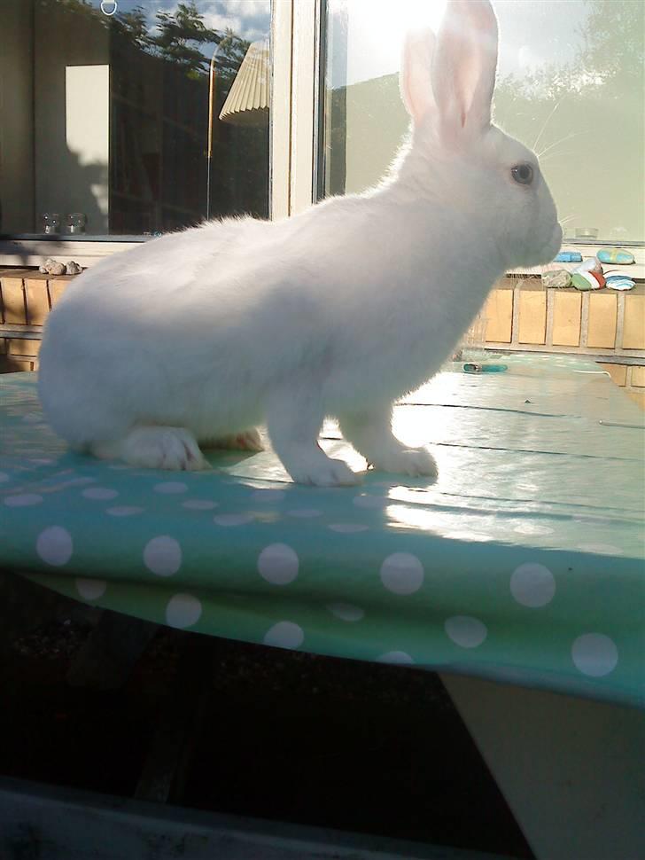 Kanin Tulle's Aslan billede 4