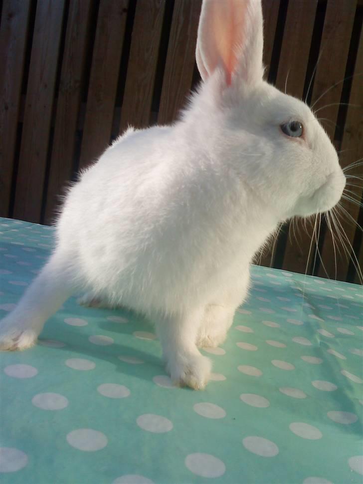 Kanin Tulle's Aslan billede 5