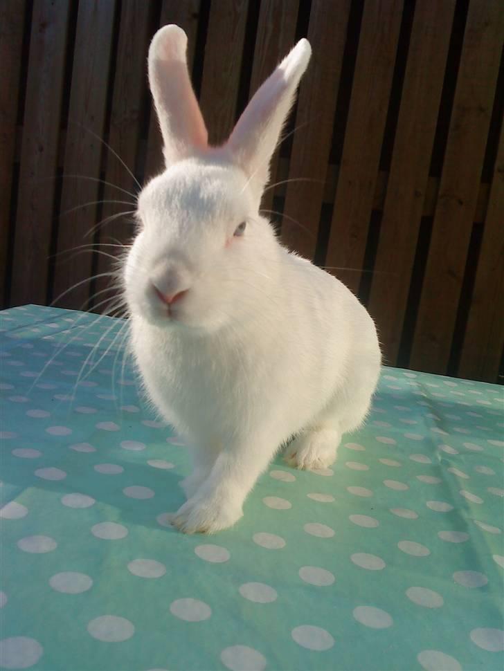 Kanin Tulle's Aslan billede 6