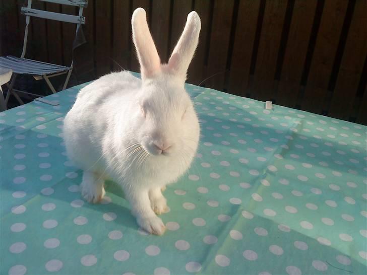 Kanin Tulle's Aslan billede 7