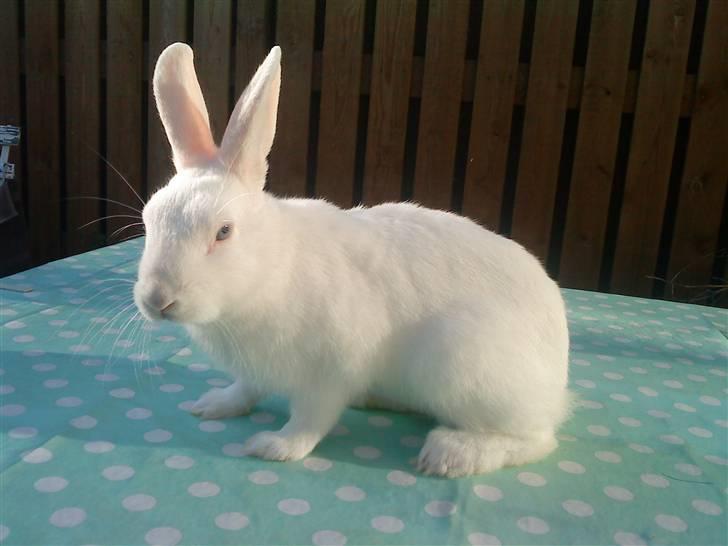 Kanin Tulle's Aslan billede 8